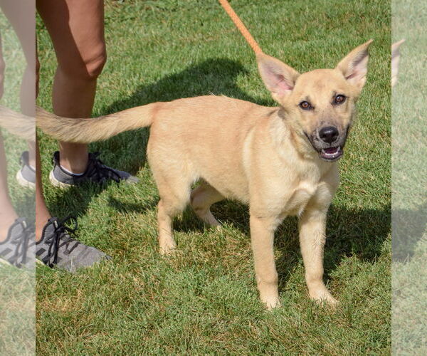 Medium Photo #2 Shepradors Puppy For Sale in Huntley, IL, USA