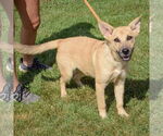 Small #1 Shepradors