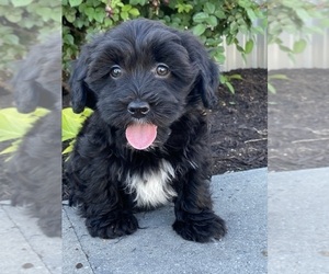 Lhasa-Poo Puppy for sale in CANOGA, NY, USA