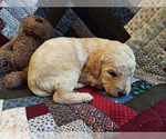 Small Photo #8 Goldendoodle Puppy For Sale in PELHAM, NH, USA