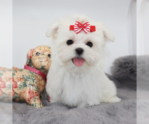 Maltese Puppy for sale in LOS ANGELES, CA, USA