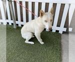 Small Siberian Husky