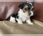 Small #3 Yorkshire Terrier