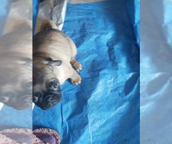 Medium Photo #4 American Lo-Sze Pugg Puppy For Sale in CARLISLE, PA, USA