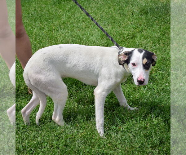Medium Photo #4 Unknown-Whippet Mix Puppy For Sale in Huntley, IL, USA