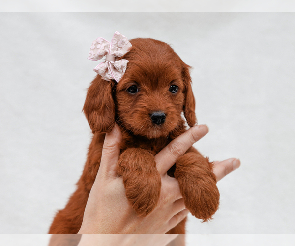 Medium Photo #3 Cavapoo-Poodle (Toy) Mix Puppy For Sale in LIBERTY, KY, USA