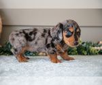 Small Photo #15 Dachshund Puppy For Sale in WILLARD, OH, USA