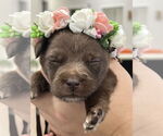 Small Mutt