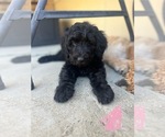 Puppy Puppy 6 Labradoodle