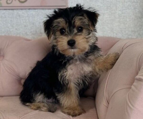 Medium Photo #6 Morkie Puppy For Sale in STUART, FL, USA