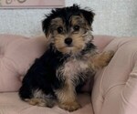 Small #5 Morkie