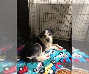 Rat Terrier-Unknown Mix Dogs for adoption in Evansville, IN, USA
