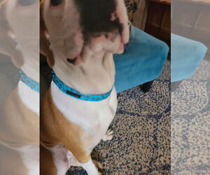 Beau - Male Bullboxer Pit Dog for Adoption - Photo #9
