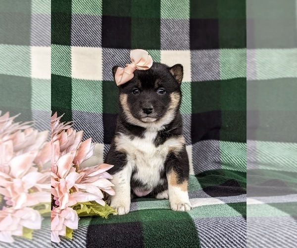 Medium Photo #6 Shiba Inu Puppy For Sale in PEACH BOTTOM, PA, USA