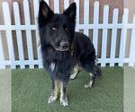 Small German Shepherd Dog