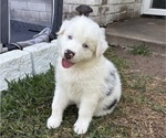 Puppy Puppy 3 Frank Australian Shepherd