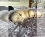 Small #4 Labrador Retriever