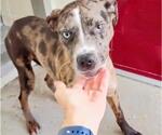 Small #2 Catahoula Leopard Dog Mix