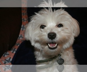 Mother of the Maltipoo puppies born on 05/02/2025