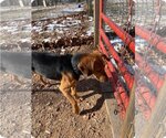 Small Photo #10 Beagle-Unknown Mix Puppy For Sale in Rustburg, VA, USA
