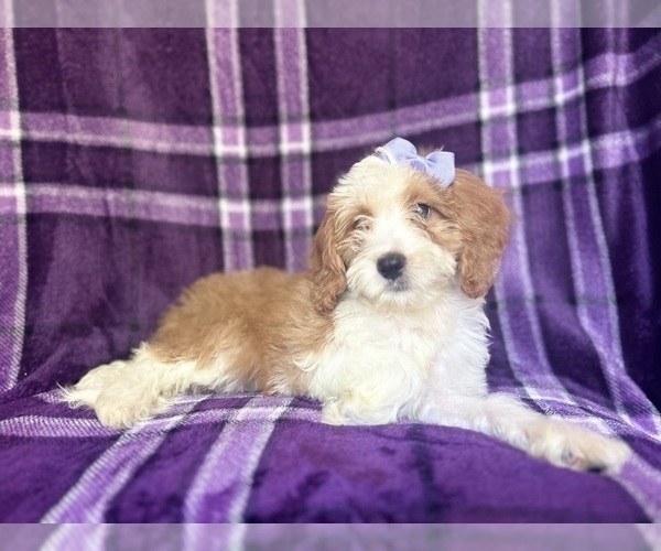 Medium Photo #5 Cavapoo Puppy For Sale in LAKELAND, FL, USA
