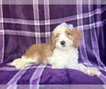 Small #4 Cavapoo
