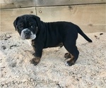 Small Photo #9 Olde English Bulldogge Puppy For Sale in POWAY, CA, USA