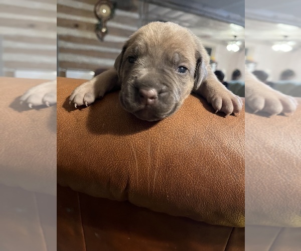 Medium Photo #5 Cane Corso Puppy For Sale in CHERRYVILLE, MO, USA