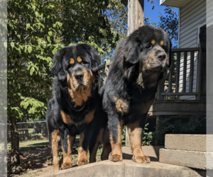 Tibetan Mastiff Puppy for sale in LAS VEGAS, NV, USA