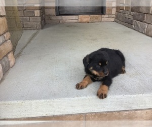 Rottweiler Puppy for sale in MASON, OH, USA