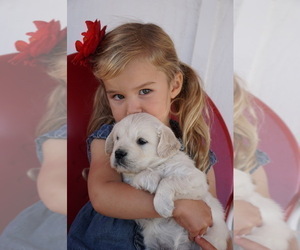 English Cream Golden Retriever Puppy for Sale in CRESWELL, Oregon USA