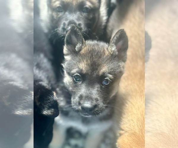 Medium Photo #1 Siberian Husky-Unknown Mix Puppy For Sale in Holly Springs, NC, USA