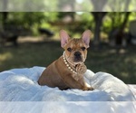 Puppy Strawberry French Bulldog