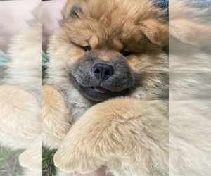 Chow Chow Puppy for sale in PORTLAND, IN, USA