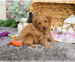 Small #1 Goldendoodle