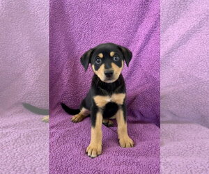 Doberman Pinscher Dogs for adoption in Menifee, CA, USA