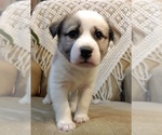 Puppy 1 Great Pyrenees-Unknown Mix