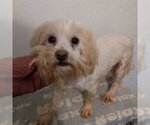 Small Photo #3 Maltese Puppy For Sale in Bonifay, MO, USA