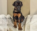 Small Photo #9 Doberman Pinscher Puppy For Sale in VERMILION, OH, USA
