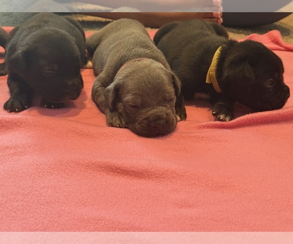 Medium Photo #13 Cane Corso Puppy For Sale in VAN BUREN TWP, MI, USA