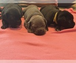 Small #12 Cane Corso