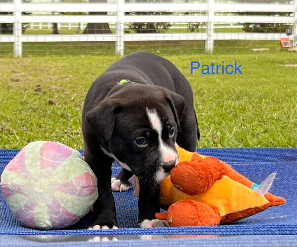 Medium Photo #2 Labrador Retriever-Unknown Mix Puppy For Sale in Claremore, OK, USA