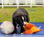 Small #1 Labrador Retriever Mix