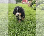 Small #2 Bernese Mountain Dog