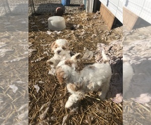 Cocker Spaniel Dog for Adoption in CROSS TIMBERS, Missouri USA