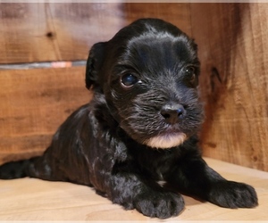 Cavapoo Puppy for sale in PINK HILL, NC, USA