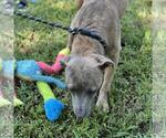 Small #3 Plott Hound Mix