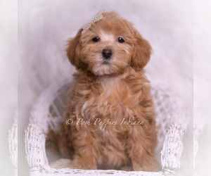 Medium Maltipoo (Toy)
