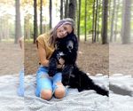 Small Photo #1 Goldendoodle Puppy For Sale in SEAGROVE, NC, USA