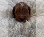 Small #6 Goldendoodle (Miniature)